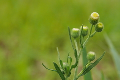 Erigeron bonariensis