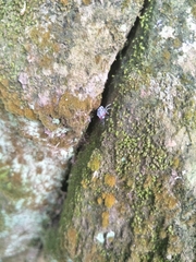 Insecta