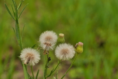 Erigeron bonariensis