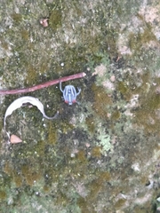Insecta