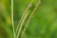 Digitaria violascens