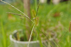 Digitaria violascens