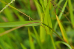 Digitaria violascens