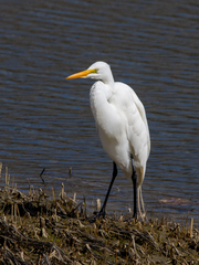 Ardea alba