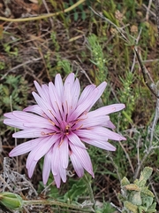 Pseudopodospermum papposum