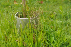 Digitaria violascens