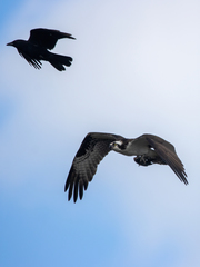 Pandion haliaetus