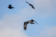 Pandion haliaetus