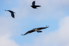 Pandion haliaetus
