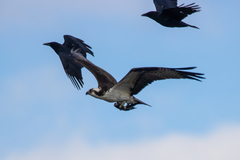 Pandion haliaetus