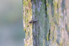 Agrothereutina