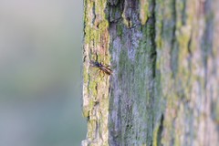 Agrothereutina