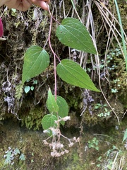 Aster formosanus