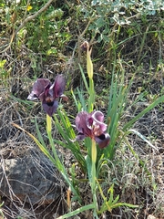 Iris atrofusca