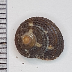 Clanculus cruciatus