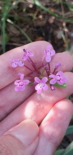 Fedia graciliflora image