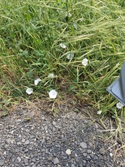 Convolvulus betonicifolius