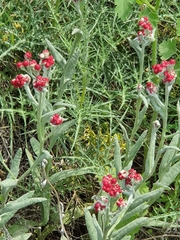 Helichrysum sanguineum