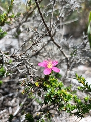 Calytrix fraseri