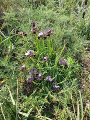 Iris atrofusca