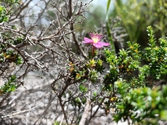 Calytrix fraseri