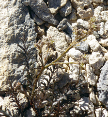 Lepidium solandri