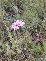 Pseudopodospermum papposum