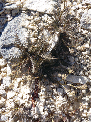 Lepidium solandri