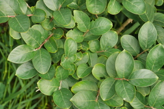 Lagerstroemia indica