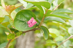 Lagerstroemia indica