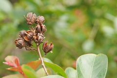 Lagerstroemia indica