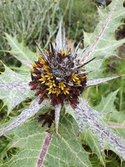 Leucocelina