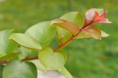 Lagerstroemia indica
