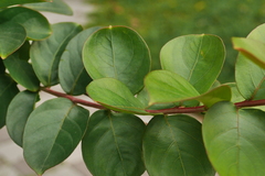 Lagerstroemia indica