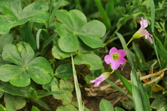 Oxalis debilis