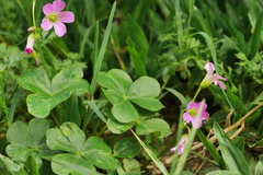 Oxalis debilis