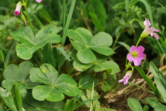 Oxalis debilis