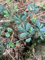 Elatostema obtusum trilobulatum