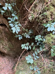 Elatostema obtusum trilobulatum