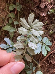 Elatostema obtusum trilobulatum