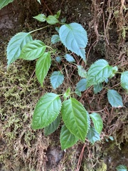 Hydrangea anomala