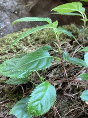 Hydrangea anomala