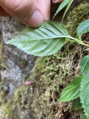 Hydrangea anomala