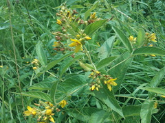 Lysimachia vulgaris