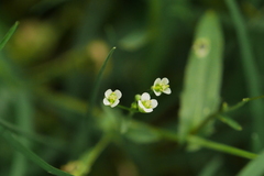 Capsella bursa-pastoris