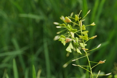 Capsella bursa-pastoris
