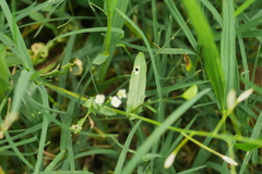 Capsella bursa-pastoris