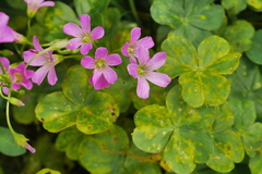 Oxalis debilis