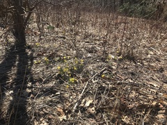 Narcissus cuneiflorus