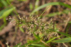 Eragrostis amabilis